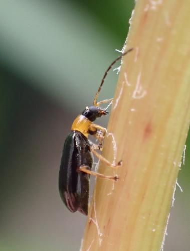 Réf. 295 505 : Luperus sp.